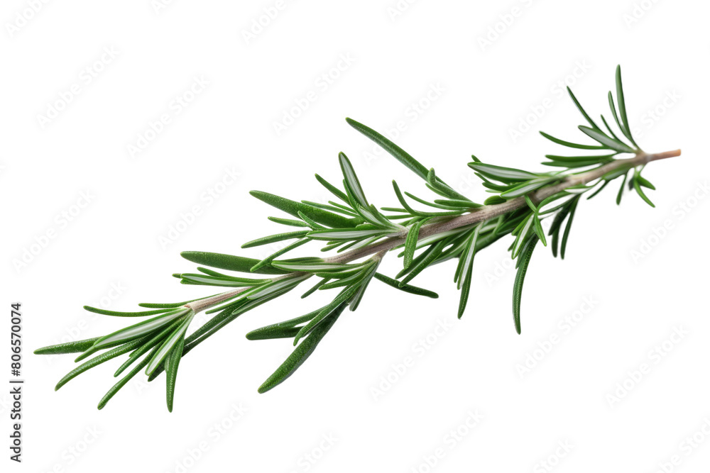 A Whisper of Rosemary on White or PNG Transparent Background. A Whisper of Rosemary on White or PNG Transparent Background.