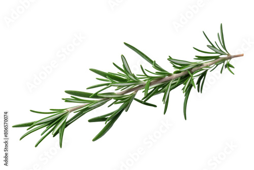 A Whisper of Rosemary on White or PNG Transparent Background.