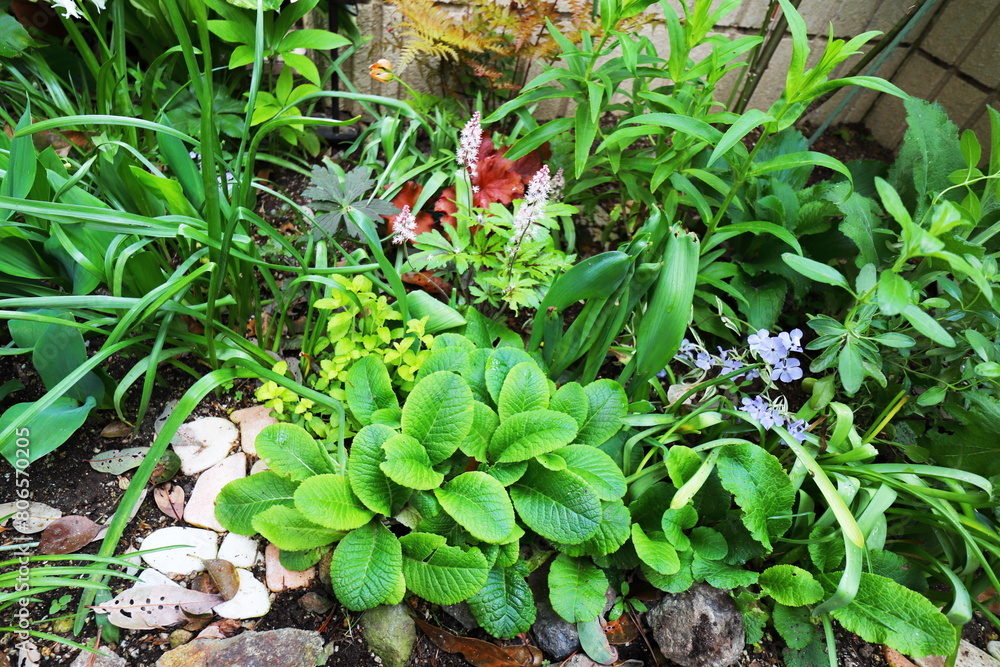 Obraz premium 春のシェードガーデン