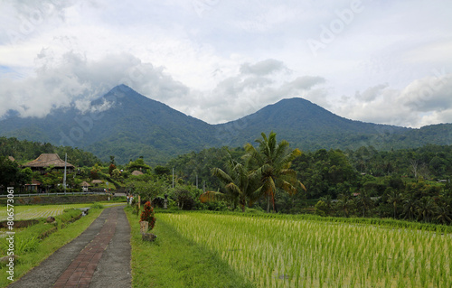 The trail in Jatiluwih Rice terraces  Bali  Indonesia