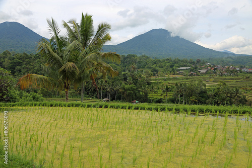 Yellow rice field - Jatiluwih Rice terraces  Bali  Indonesia