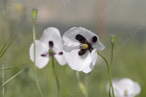 Oriental white poppy (Papaver orientale) in close-up. In middle there is dark burgundy center. Beautiful flower growing in meadow. Multi-colored opium poppies in meadow. Red, yellow and white poppies