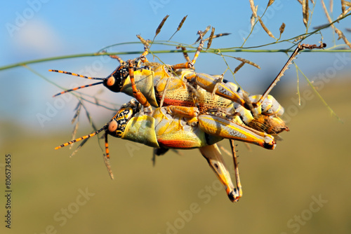 Mating elegant grasshopper (Zonocerus elegans) in natural habitat, South Africa.