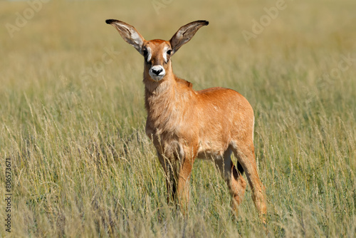 A small roan antelope (Hippotragus equinus) calf in open grassland, Mokala National Park, South Africa.