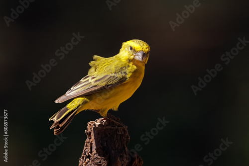 A male yellow canary (Crithagra flaviventris) perched on a branch, South Africa.