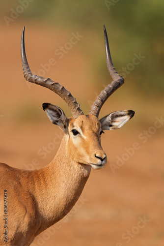 Portrait of a male impala antelope (Aepyceros melampus), Kruger National Park, South Africa.