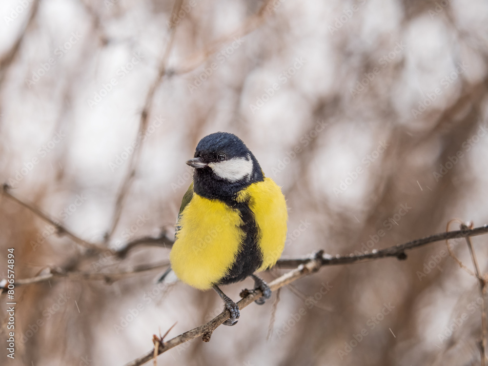 Cute bird Great tit, songbird sitting on the fir branch with snow in winter Cute bird Great tit, songbird sitting on the fir branch with snow in winter