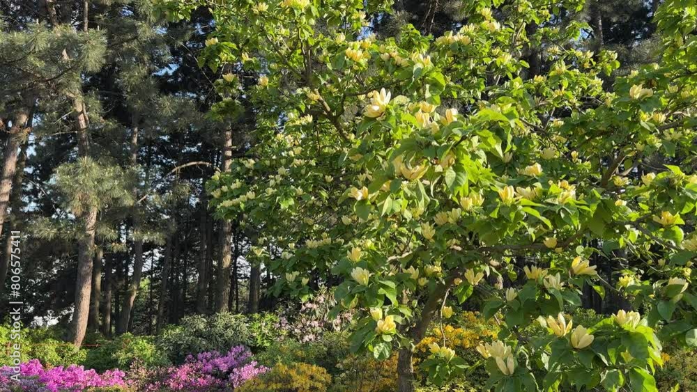 Magnolia brooklynensis Yellow bird tree in the park.