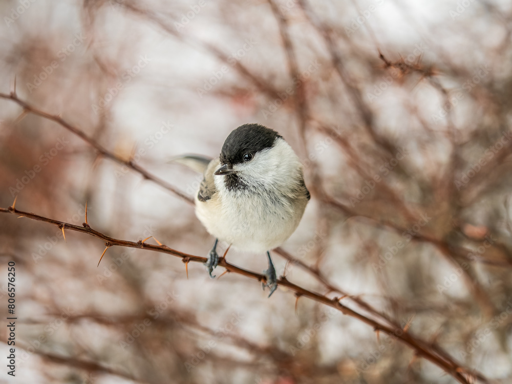 Cute bird the willow tit, song bird sitting on a branch without leaves in the winter. Cute bird the willow tit, song bird sitting on a branch without leaves in the winter.