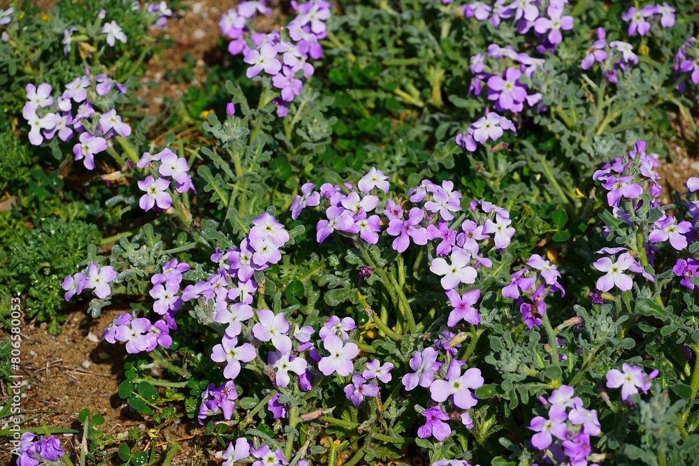 Matthiola tricuspidata flowers in the spring, in Attica, Greece