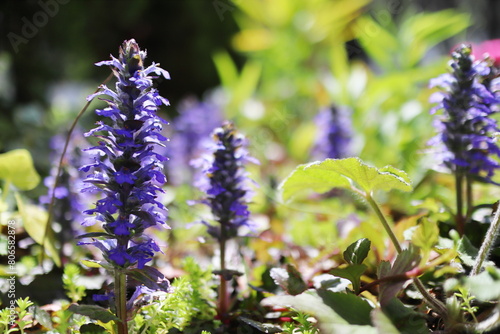 アジュガの紫の花 photo