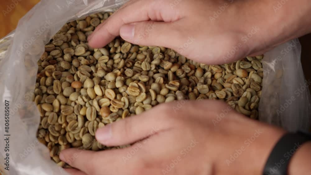 Hands holding a handful of unroasted coffee beans. Close up Hands holding a handful of unroasted coffee beans. Close up
