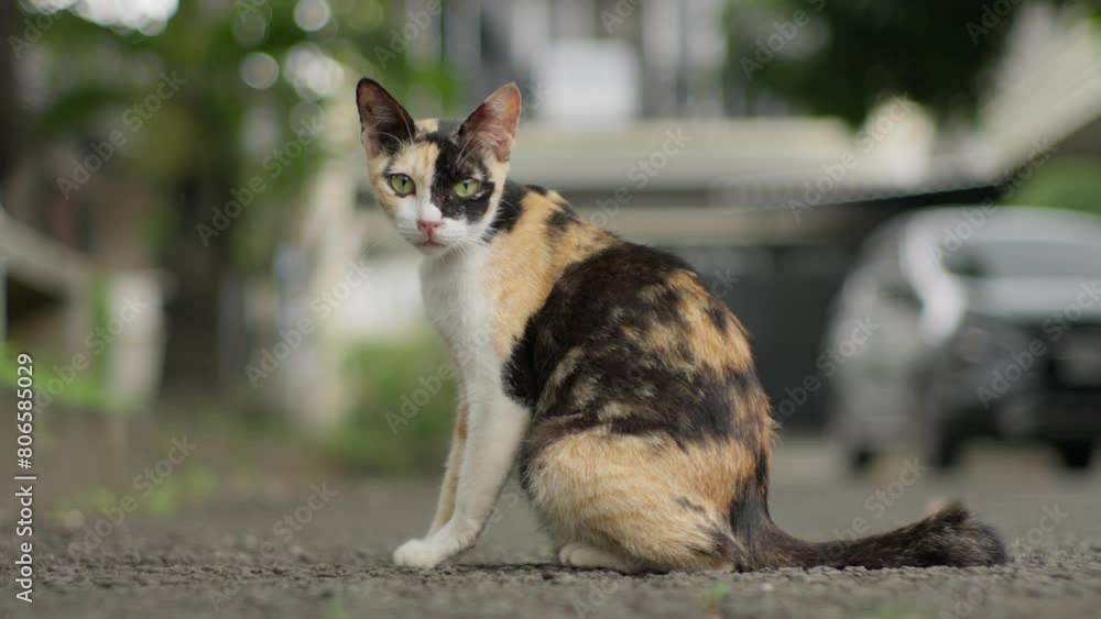 Closeup shot orange white black Calico cat in home parking garden looking at camera full body Closeup shot orange white black Calico cat in home parking garden looking at camera full body