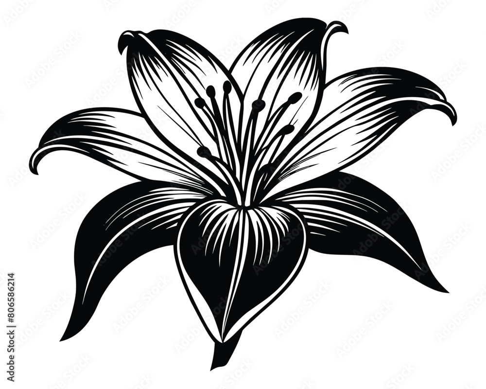Vector black and white drawing of lily flowers