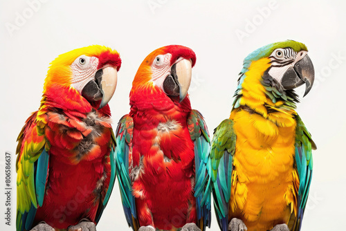 Three colorful parrots side by side © Venka