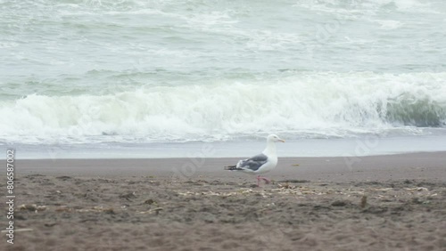 かもめ　海鳥　北海道　大自然　癒し　霧　湖　山　海　釧路