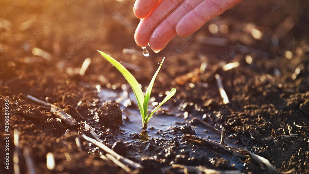 Naklejka premium Closeup of farmer's hand watering corn seedling in field