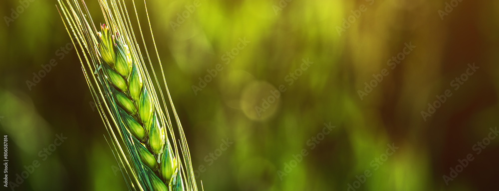 Naklejka premium Ear of wheat in field, closeup of green crop during early growth stage