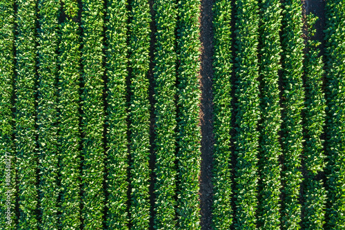 Soybean  Glycine max  cultivated crop field from drone pov  directly above