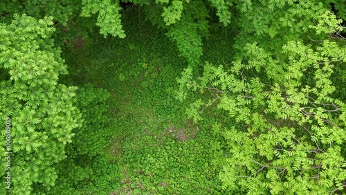 Wallpaper Mural さわやかな森林　木漏れ日　グリーン　移動撮影 Torontodigital.ca