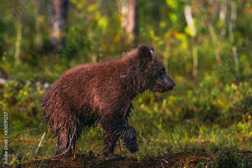 brown bear cub