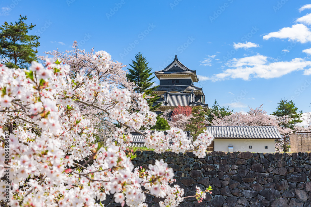 Matsumoto-jo (Matsumoto Castle) with sakura cherry blossoms in Nagano Prefecture, National Treasure of Japan Matsumoto-jo (Matsumoto Castle) with sakura cherry blossoms in Nagano Prefecture, National Treasure of Japan
