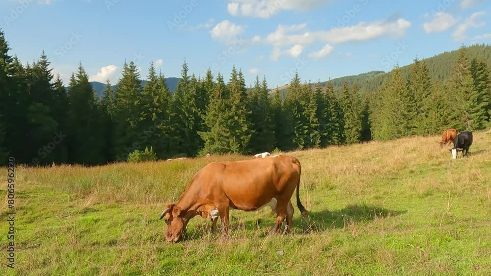 Cows of the mountain pasture. Picturesque morning scene of Zamahora farmland. Colorful summer view of Carpathian mountains, Ukraine, Europe. 4K video (Ultra High Definition).