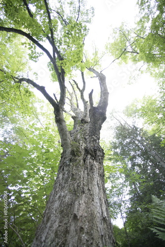 Ancient tree with claws