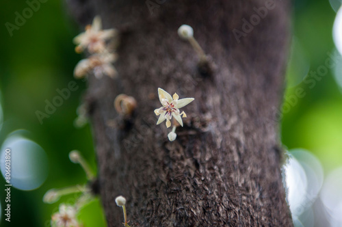 Blossom of Theobroma cacao