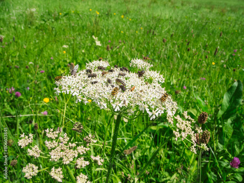 Heracleum sphondylium full of insects
