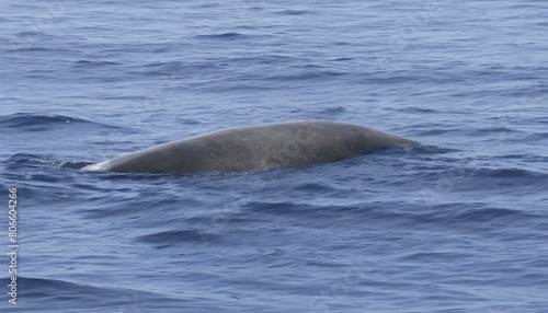 a-beaked-whale-surfacing-to-take-a-breath-