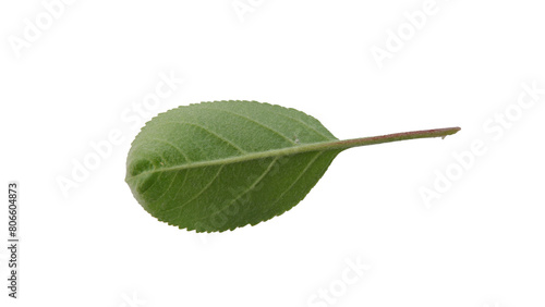 Apple leaves with Isolate Leaves on transparent background. Png file.