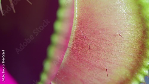 Close up macro video of the Venus Flytrap plant leaves.