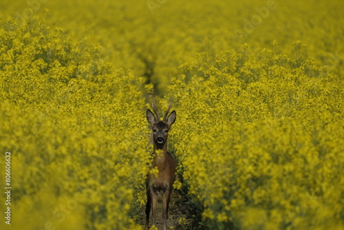 Rehbock im Rapsfeld photo