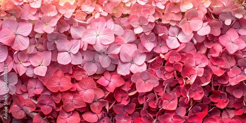 Red and pink flowers create a beautiful and colorful background.