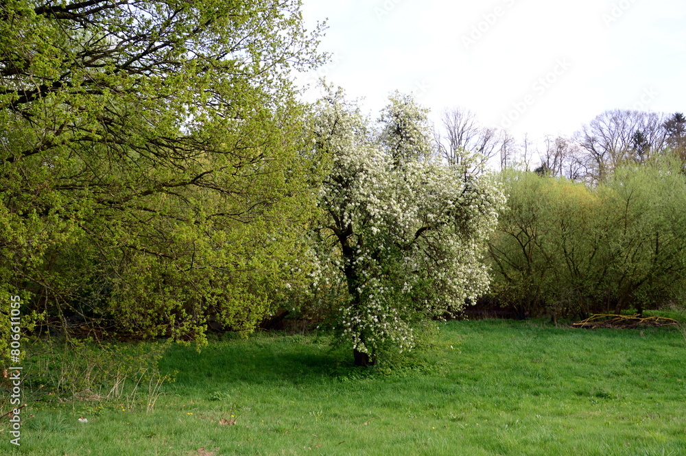 Landscape in Spring at Lake Klostersee in the Town Walsrode, Lower Saxony