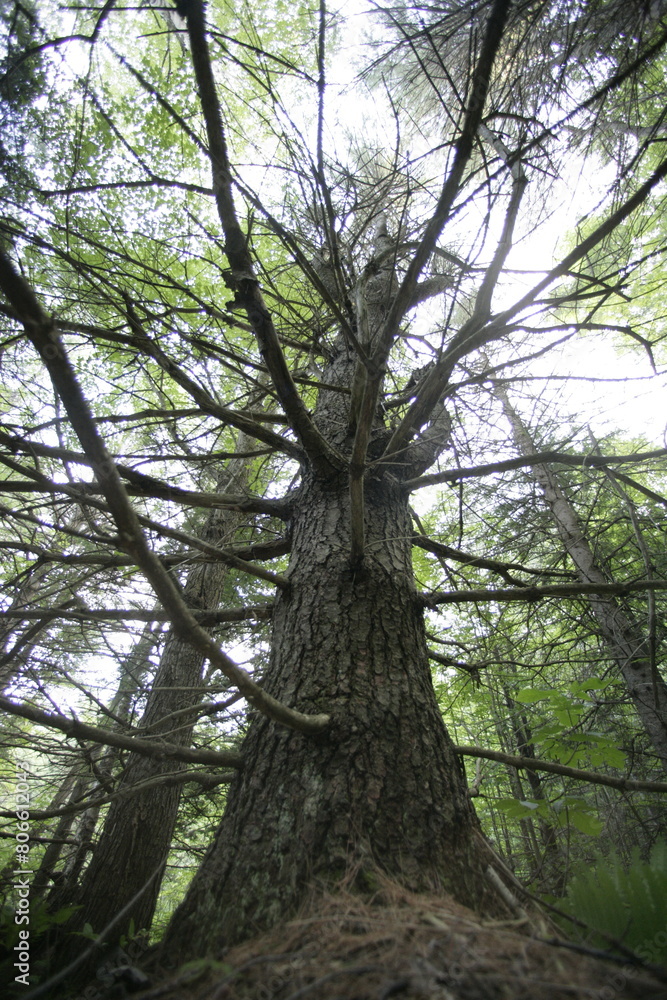 Tree in Forest, the tree at the center of the forest connecting all Tree in Forest, the tree at the center of the forest connecting all