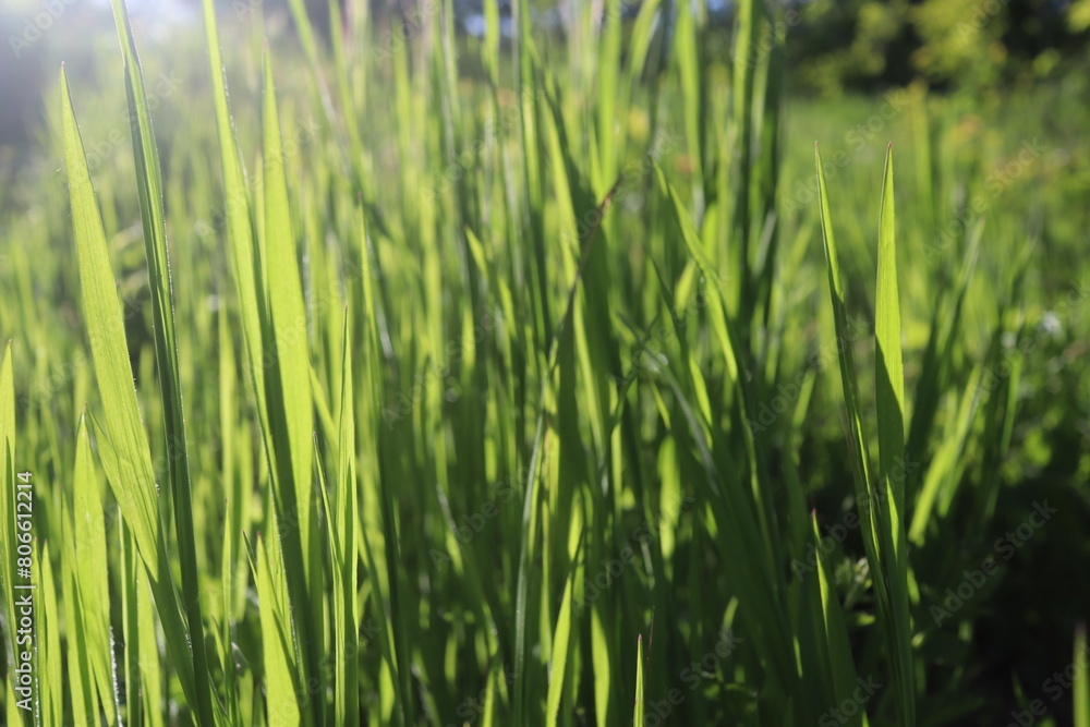 Nature Green Grass background, sunny summer time, countryside area Nature Green Grass background, sunny summer time, countryside area