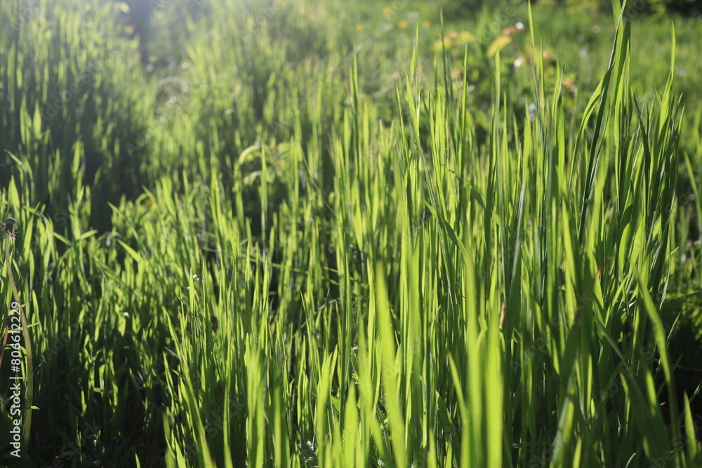 Nature Green Grass background, sunny summer time, countryside area Nature Green Grass background, sunny summer time, countryside area