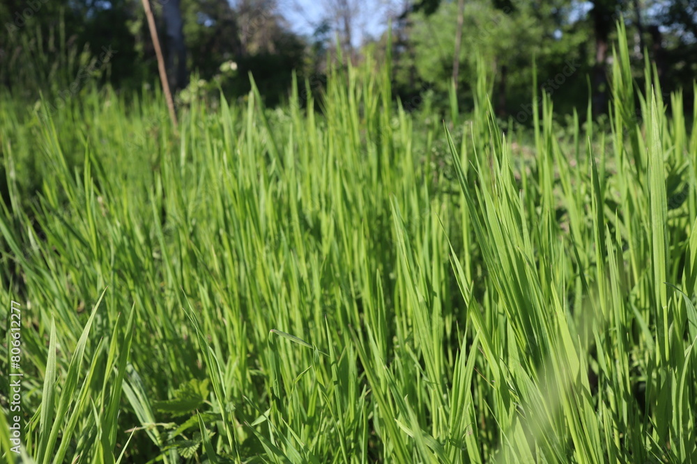Nature Green Grass background, sunny summer time, countryside area Nature Green Grass background, sunny summer time, countryside area