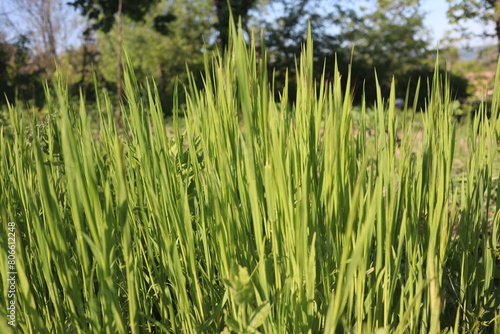 Nature Green Grass background, sunny summer time, countryside area © jbproduction02