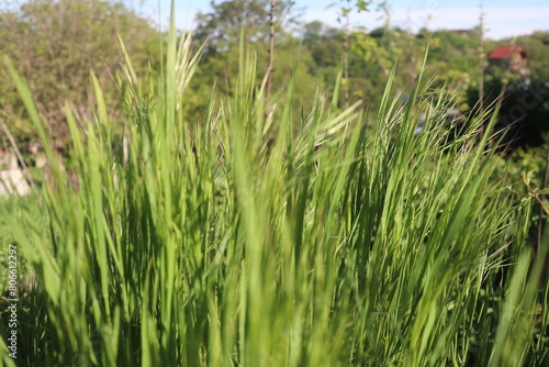 Nature Green Grass background  sunny summer time  countryside area