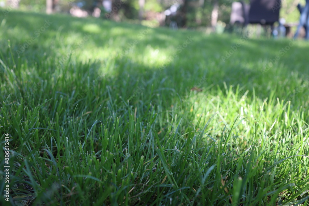 Nature Green Grass background, sunny summer time, countryside area Nature Green Grass background, sunny summer time, countryside area