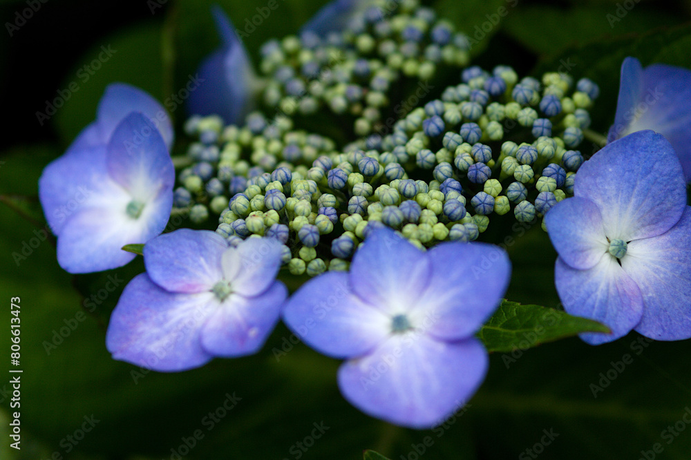 blue hydrangea flower