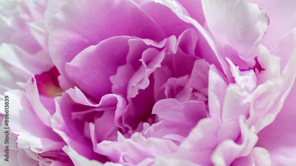 Beautiful Peony background. Blooming peony flower open, time lapse, close-up. Wedding backdrop, Valentine's Day concept. 4K UHD video timelapse. Macro. Beautiful Peony background. Blooming peony flower open, time lapse, close-up. Wedding backdrop, Valentine's Day concept. 4K UHD video timelapse. Macro.
