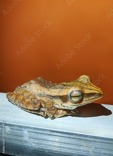a striped tree frog that sticks to the wall of the house