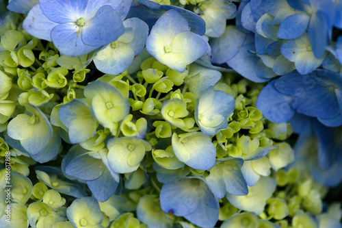 blue hydrangea flower © osamu sakairi