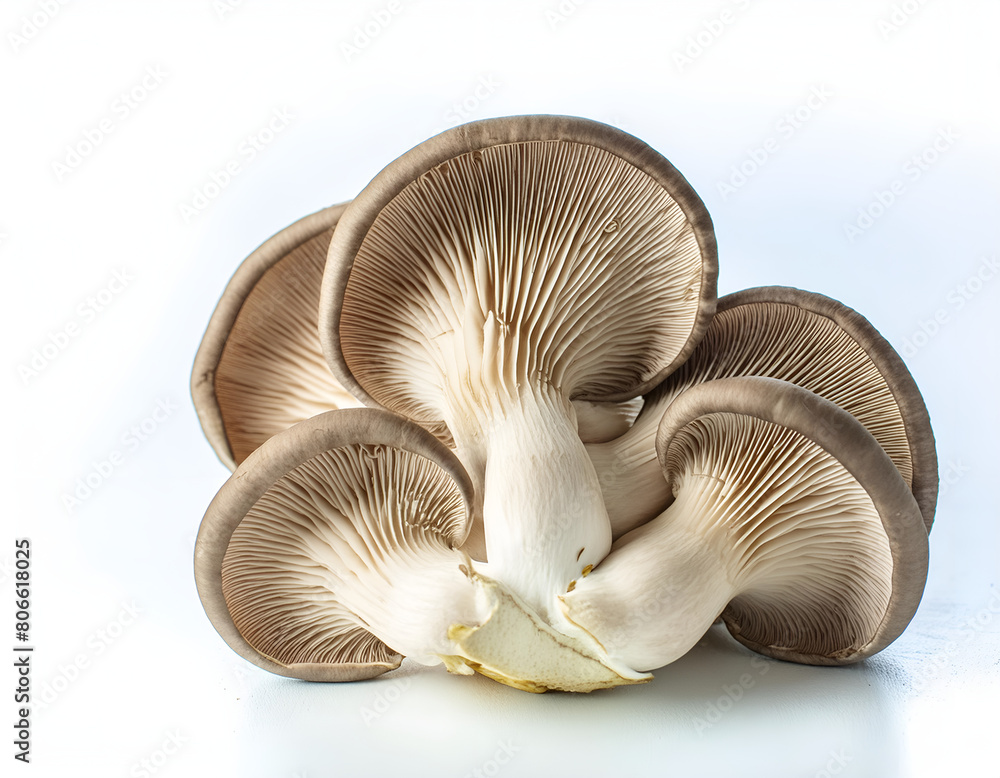 oyster mushrooms on a white background oyster mushrooms on a white background