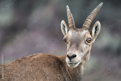 Steinbock Alpine ibex female