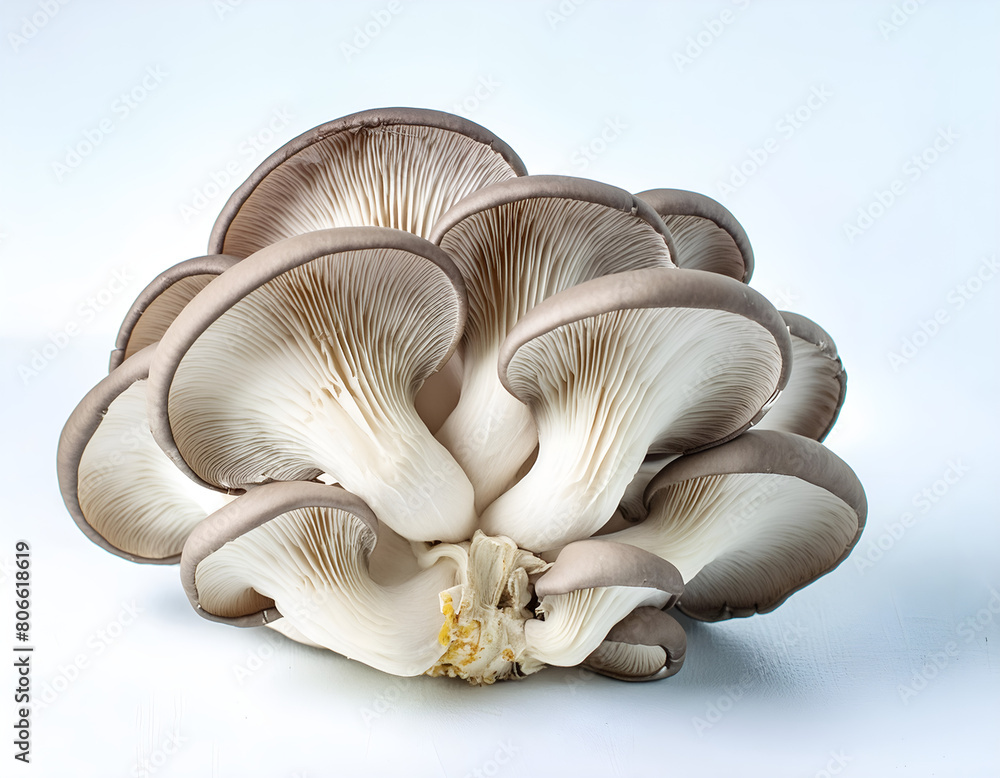 oyster mushrooms on a white background oyster mushrooms on a white background